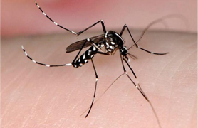 La Federación Valenciana de Municipios y Provincias presenta las medidas para prevenir la aparición del mosquito tigre