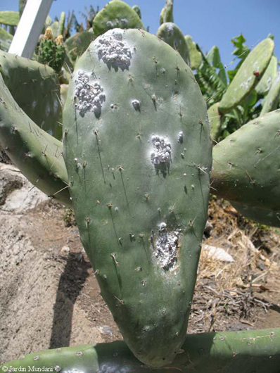 Imagen 1
